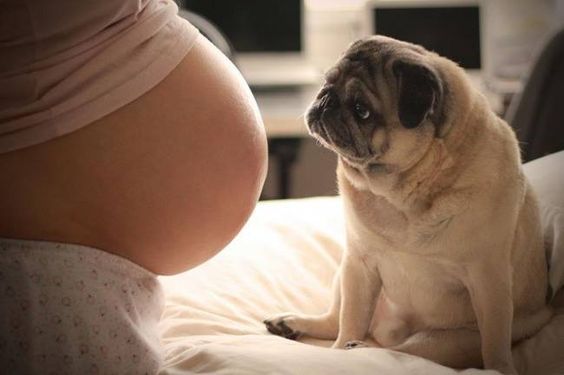 Hamilelik Süresince Köpek Sahibi Olmanın Getirdiği Muhteşem Şeyler