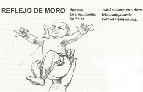 moro refleksi
