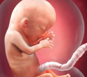 Hamileliğinizin 13. Haftası