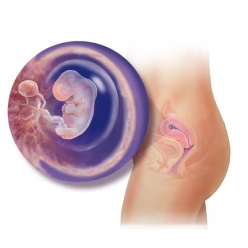 fetusun gelişimi