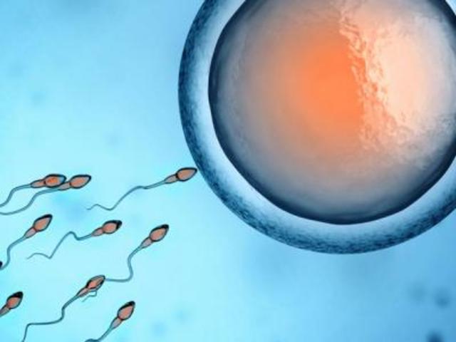 spermler