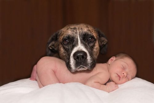 köpek yenidoğan