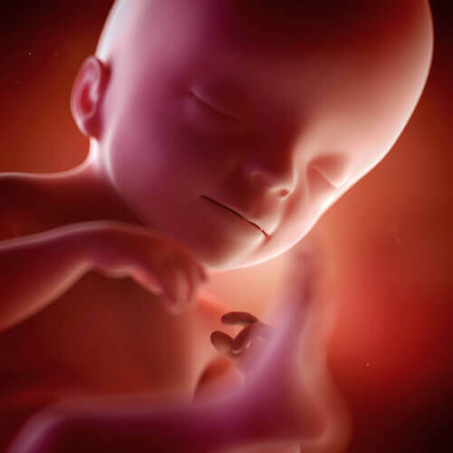 fetüsün gelişimi