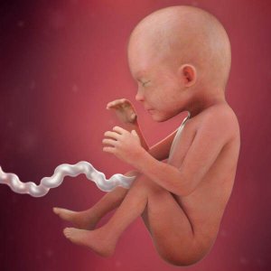 Hamileliğin 24. Haftası