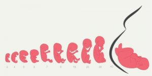 Hamileliğin 8. Haftası