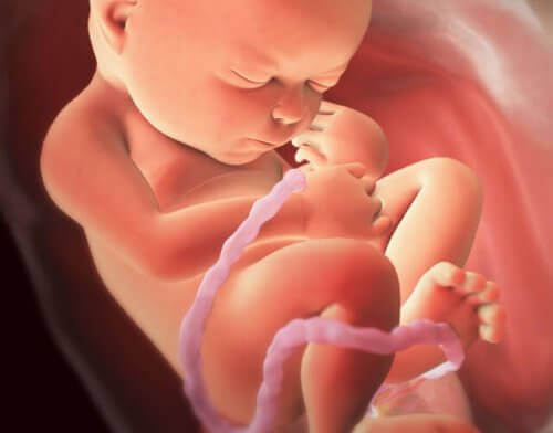 anne karnında fetüs