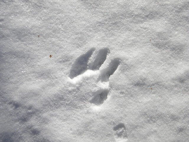 karda ayak izleri