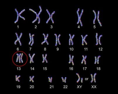 kromozomlar