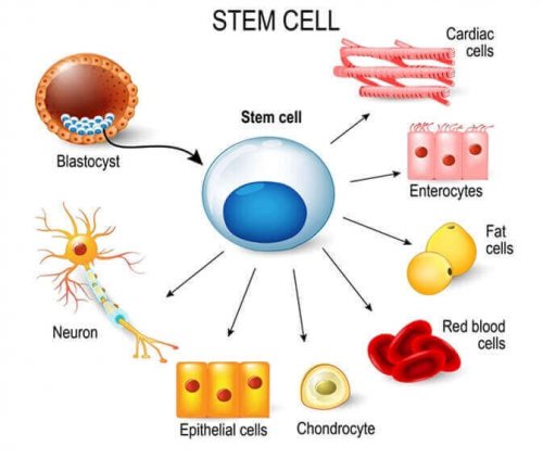 kök hücre diyagramı