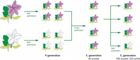 Mendel kanunları mor ve beyaz çiçekleri çaprazlama