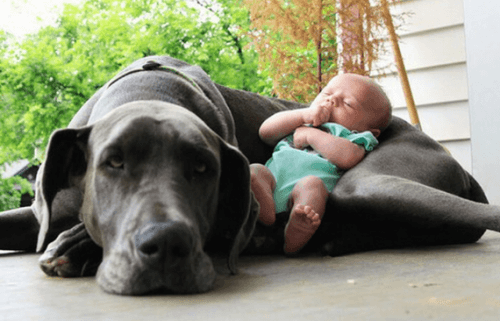 Büyük köpek ve bebek