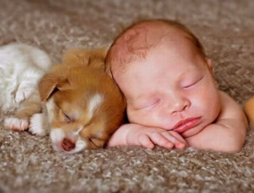 Yavru köpek ve bebek uyuyor