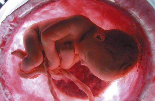 rahimde fetüsün gelişimi