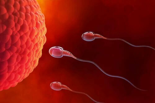yumurta ve sperm