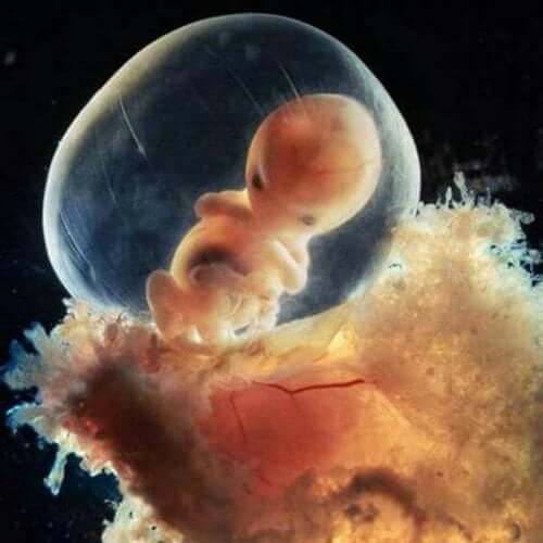 Embriyodan fetüse, mucizenin sekizinci haftası
