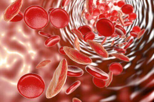 kırmızı kan hücreleri