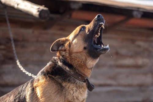 Köpek Isırması: Saldırıya Uğrandığında Ne Yapılmalı?