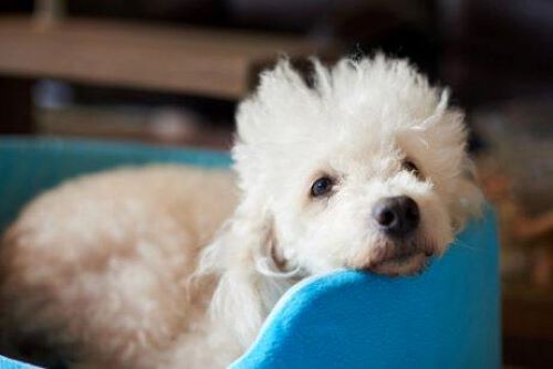 Köpek ısırması ile ilgili neler yapılmalıdır