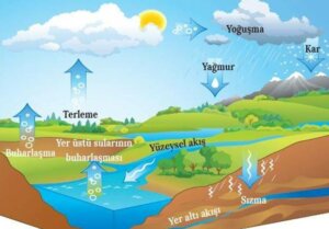 su döngüsü detaylı